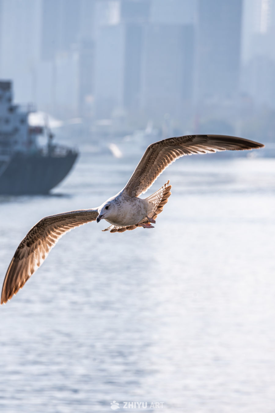 外滩飞翔的银鸥