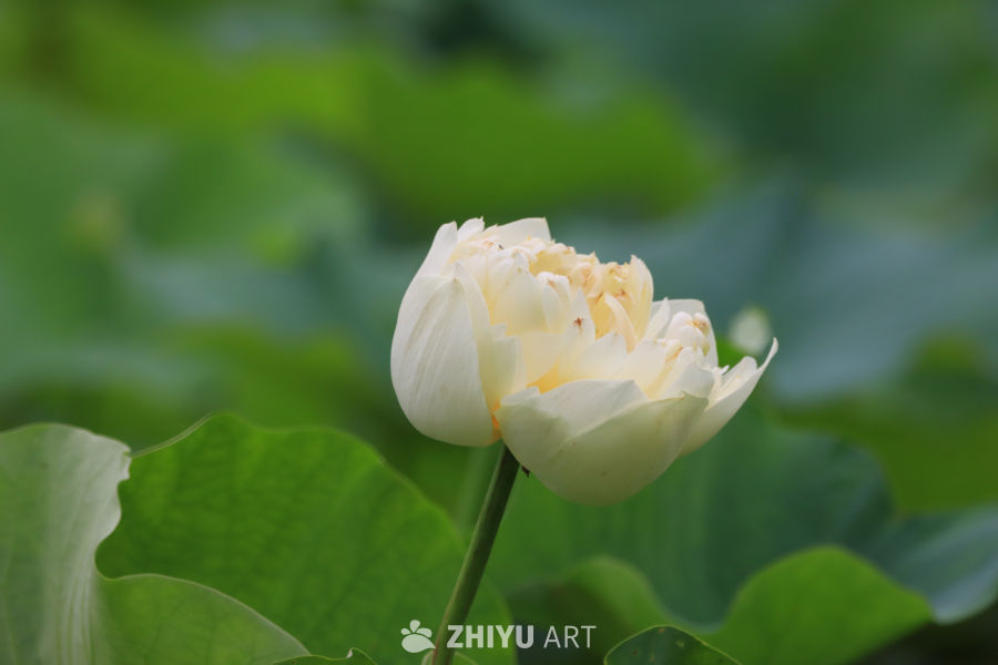 荷花 16