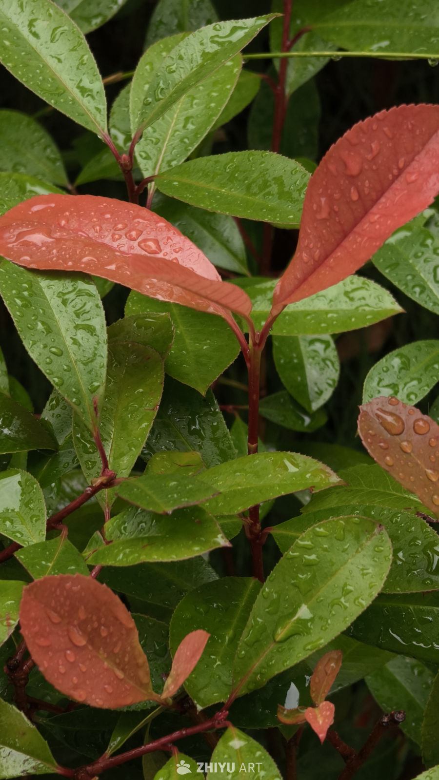 雨后绿植