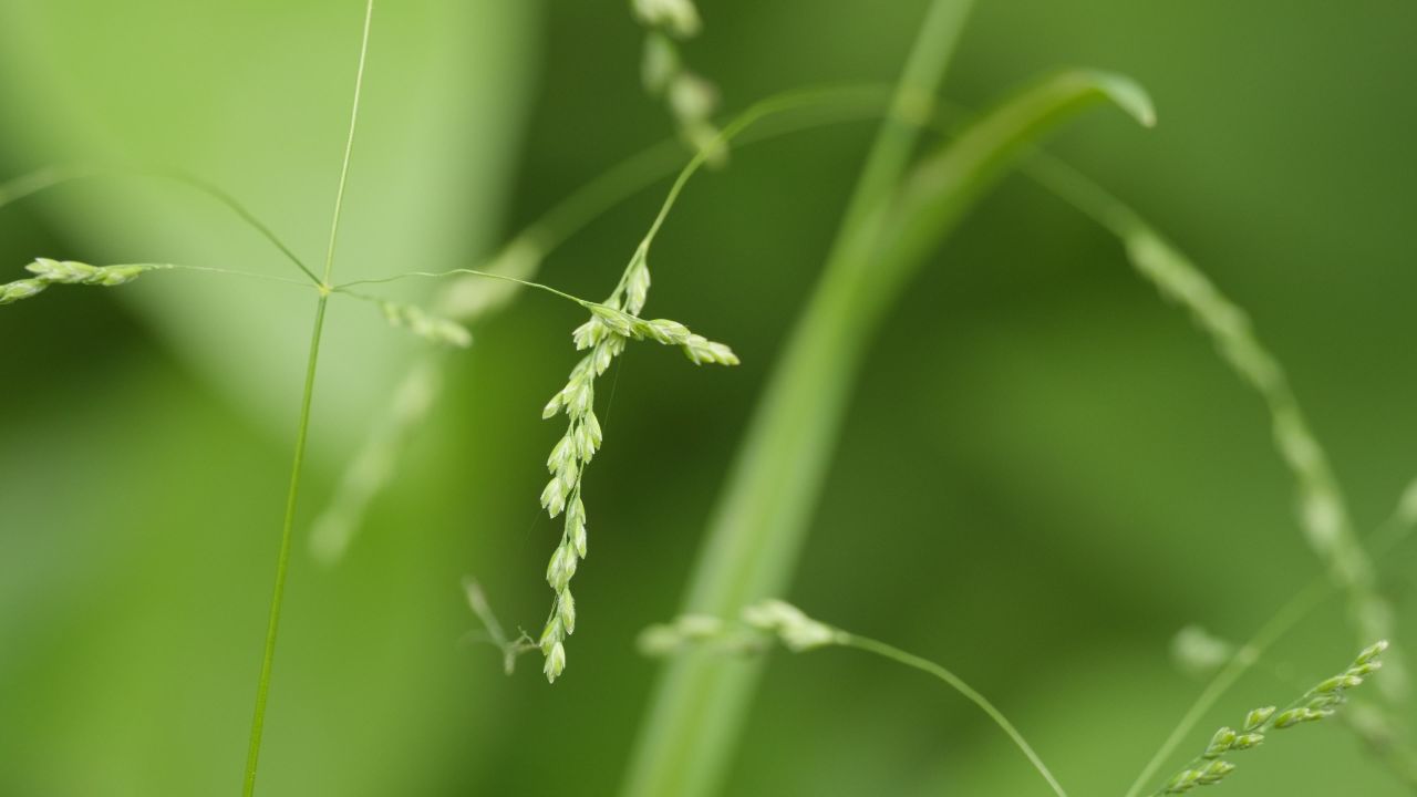 森林树木树叶植物 46