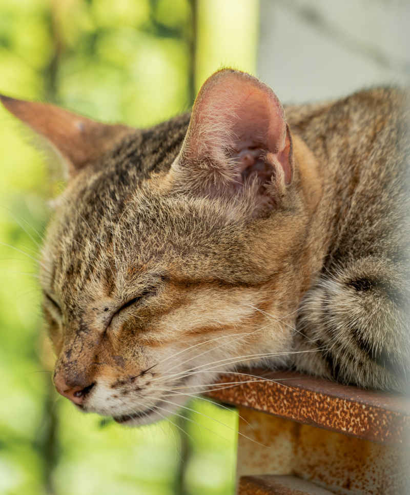 小猫小猫