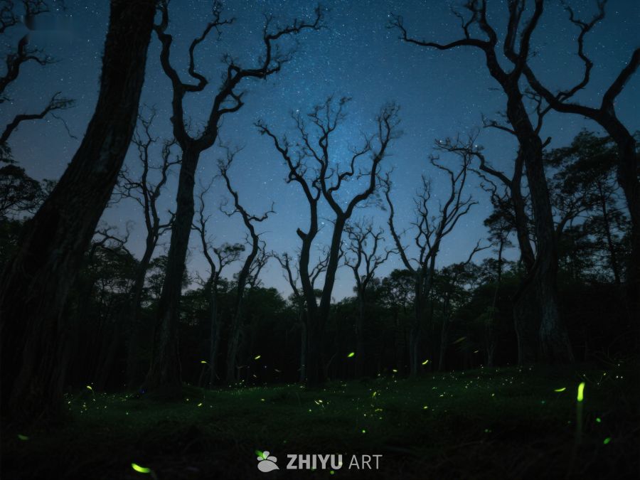 夜幕森林，萤火虫闪烁 463