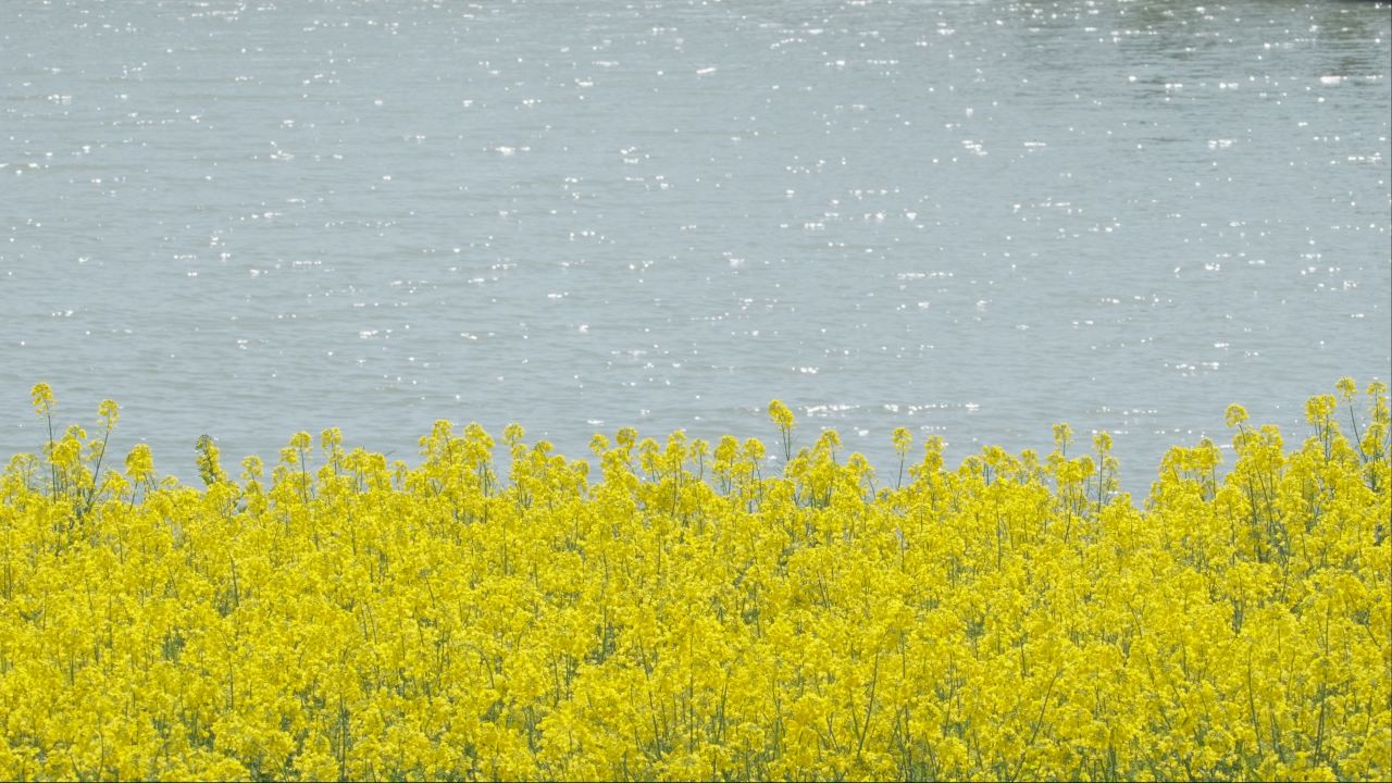 油菜花蜜蜂采蜜特写微距4K实拍
