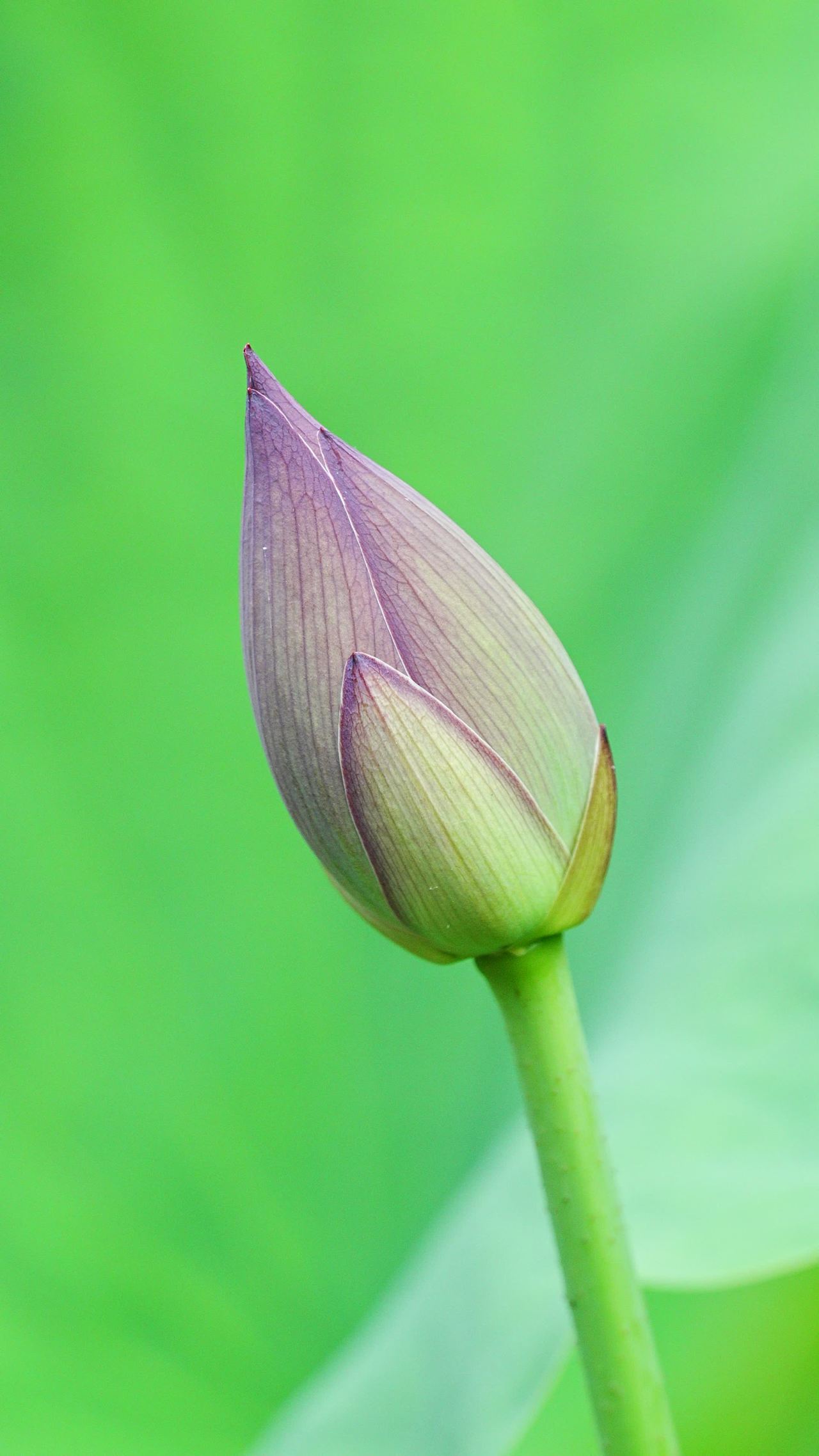静待花开的莲