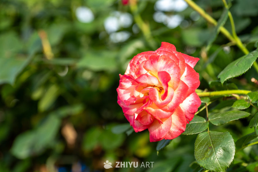 月季花 14