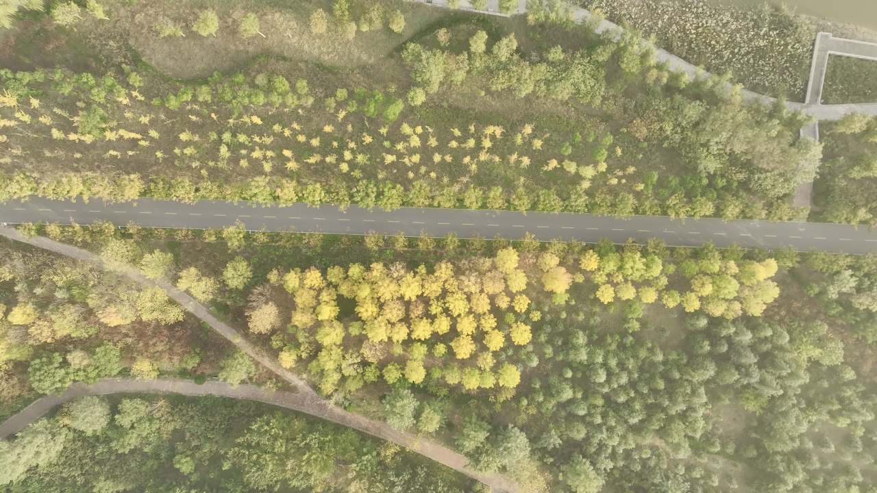 秋日森林公路
