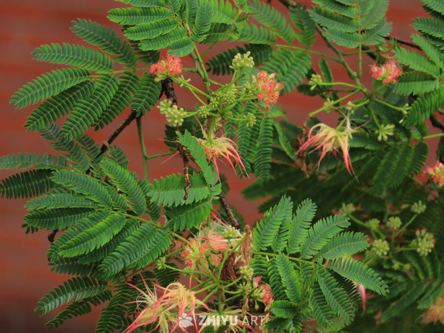粉红花蕊的绿叶植物