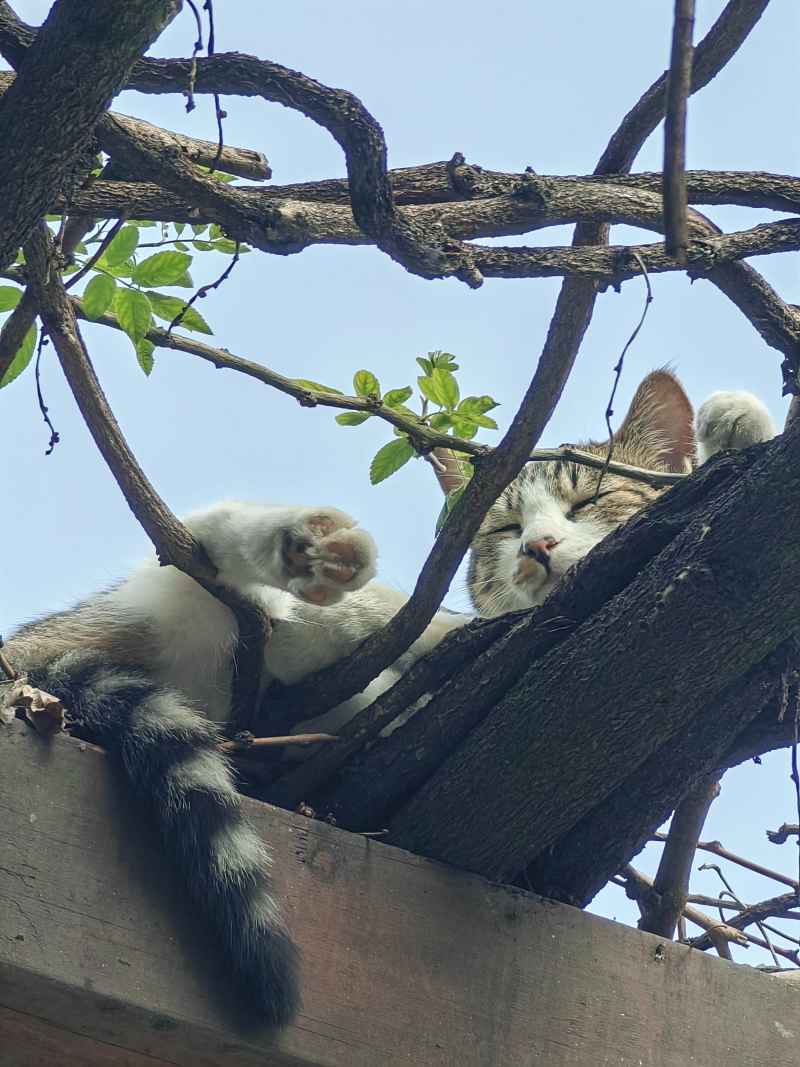 惬意的小猫咪