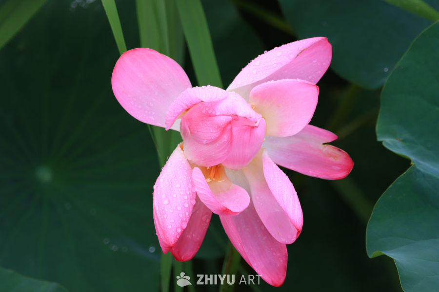 盛夏荷花 106
