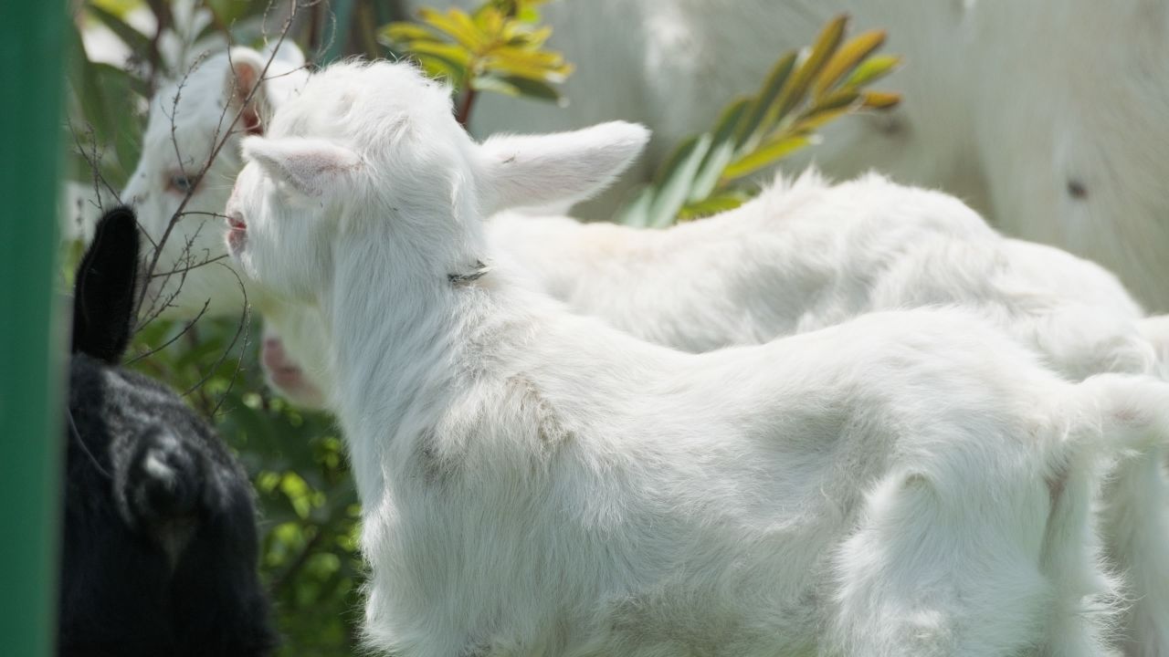 牛羊养殖畜牧业哺乳动物
