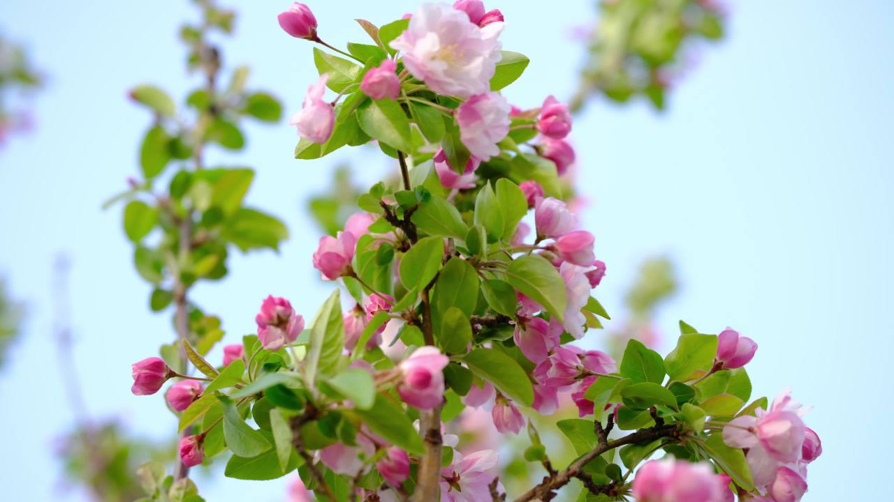 花 9