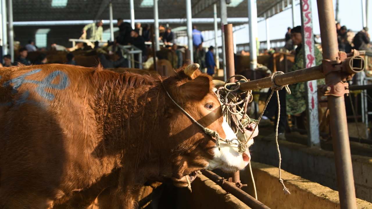 4k肉牛交易市场 牲畜交易 牛市卖牛航拍