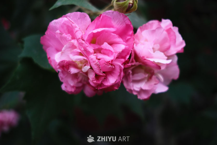 花
