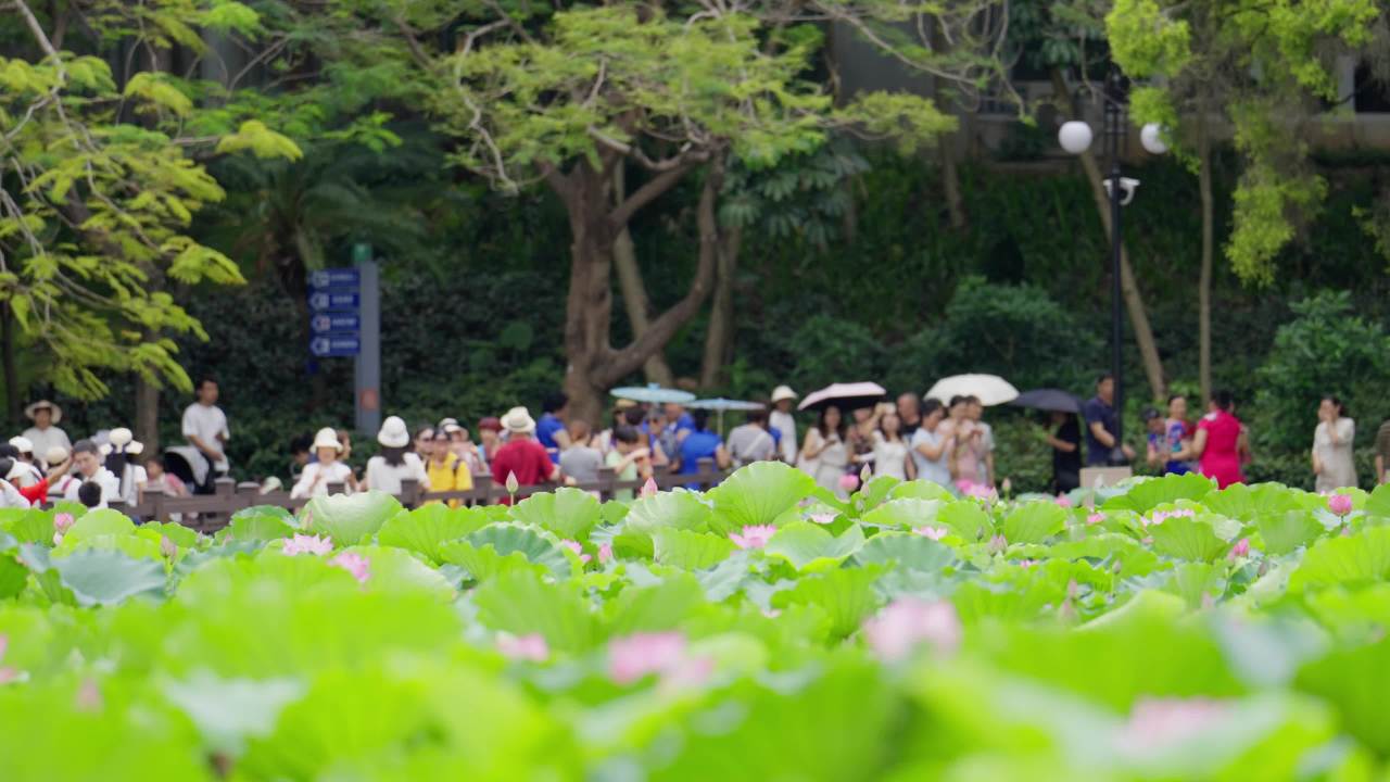 荷花02513280
