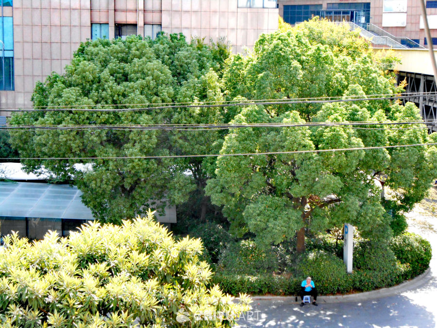 长在树上的绿，才是夏天的绿