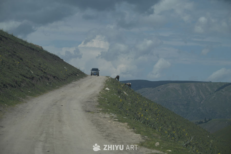 山间土路与牛群