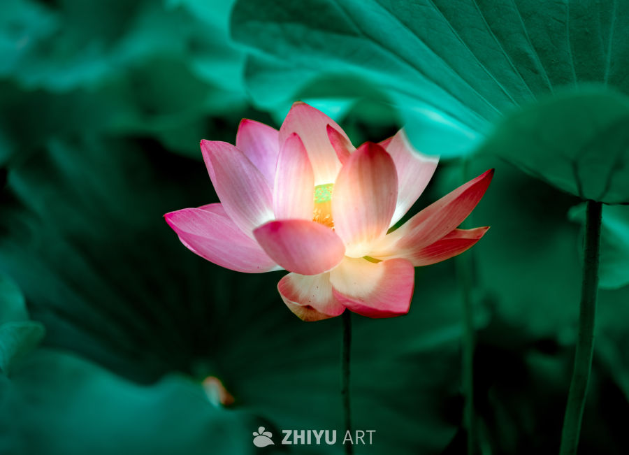 粉红莲花与绿叶