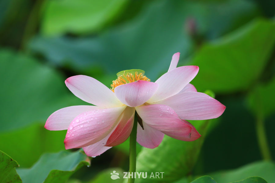盛夏荷花 44
