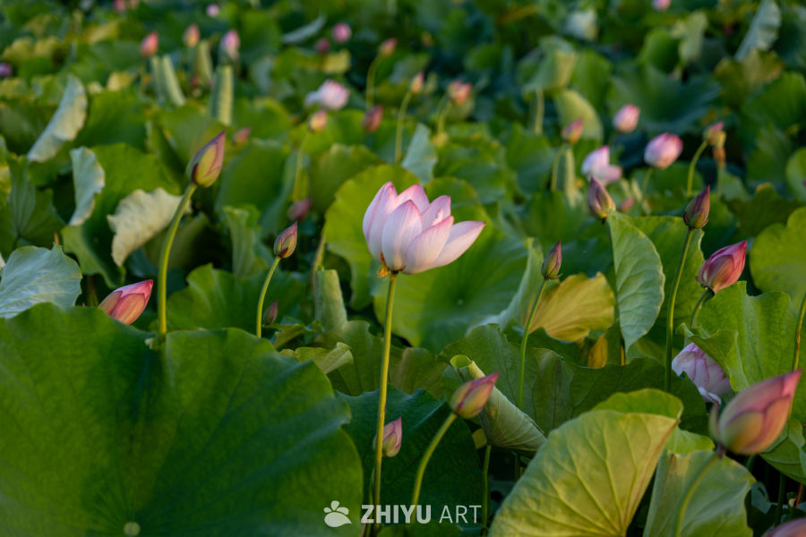 古楼荷花 36