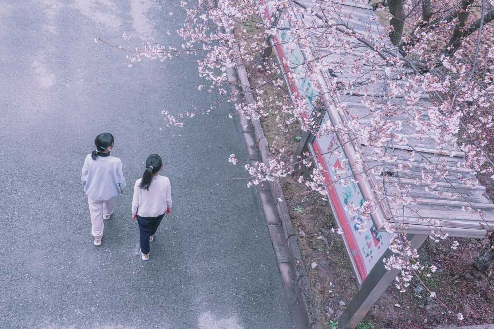 樱花季