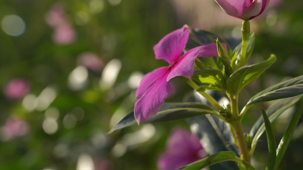 芫荽菠菜葱花辣椒 4
