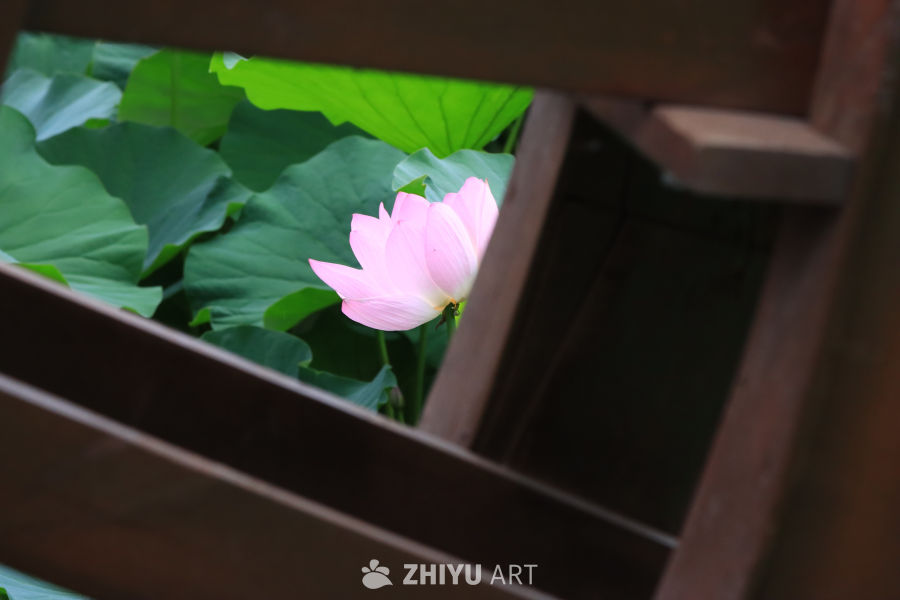荷花 22