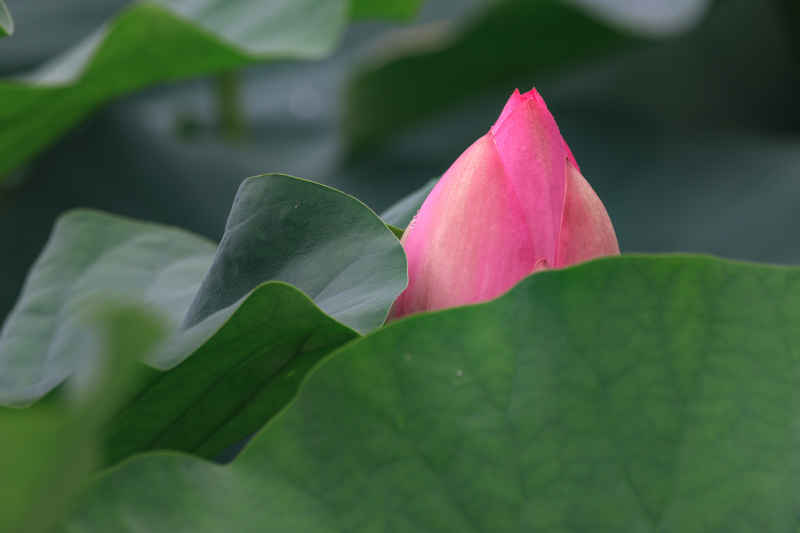 荷花 25