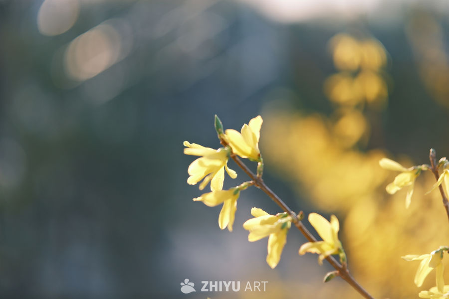 金色花 4