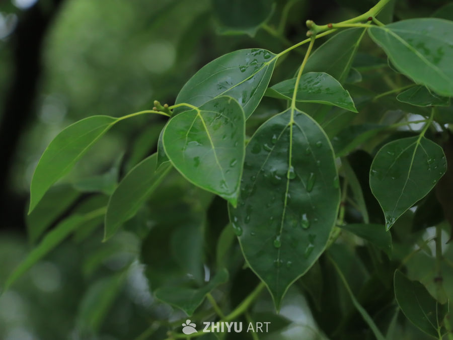 雨后绿叶