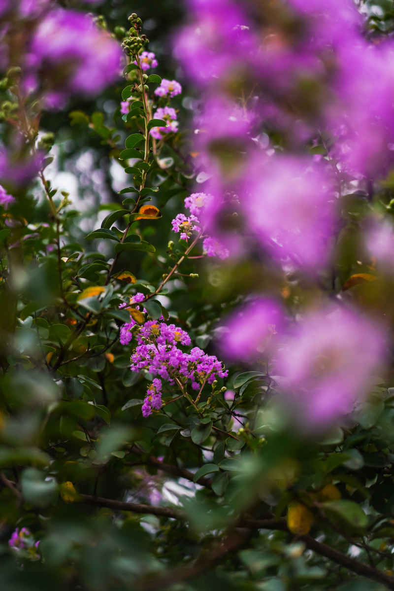 紫薇花 33