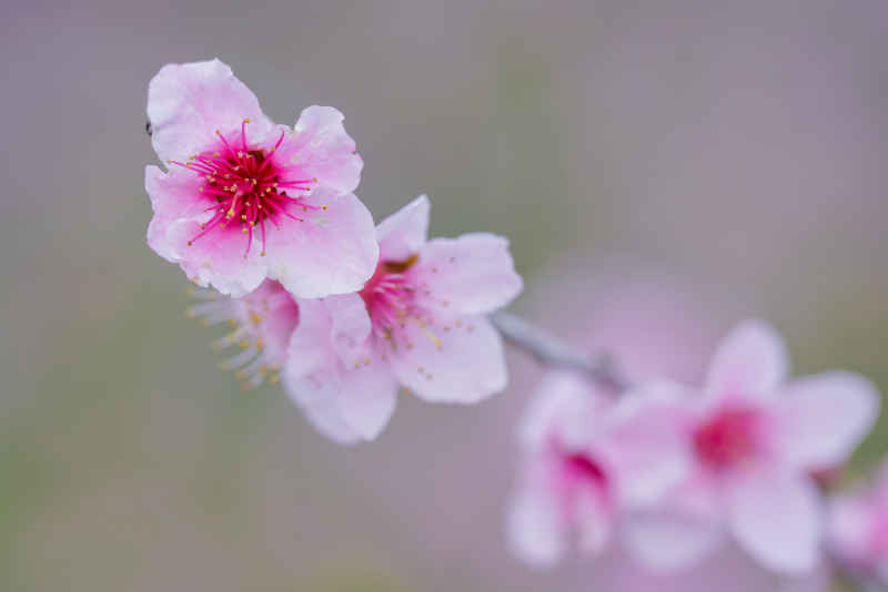 在那桃花盛开的地方 15