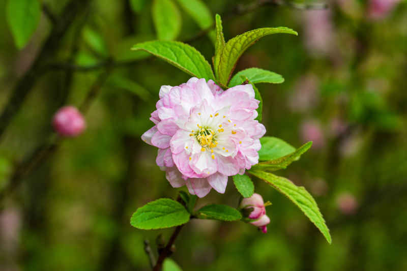 春日的花朵 8