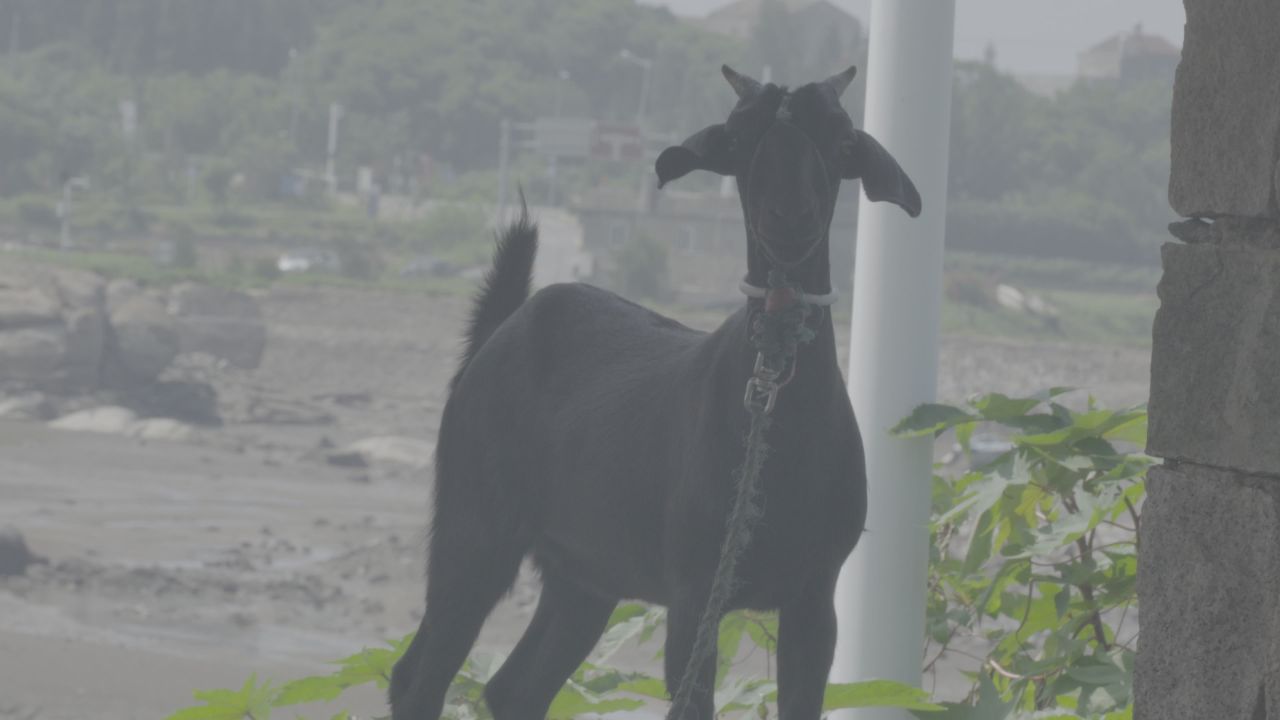 与羊对视