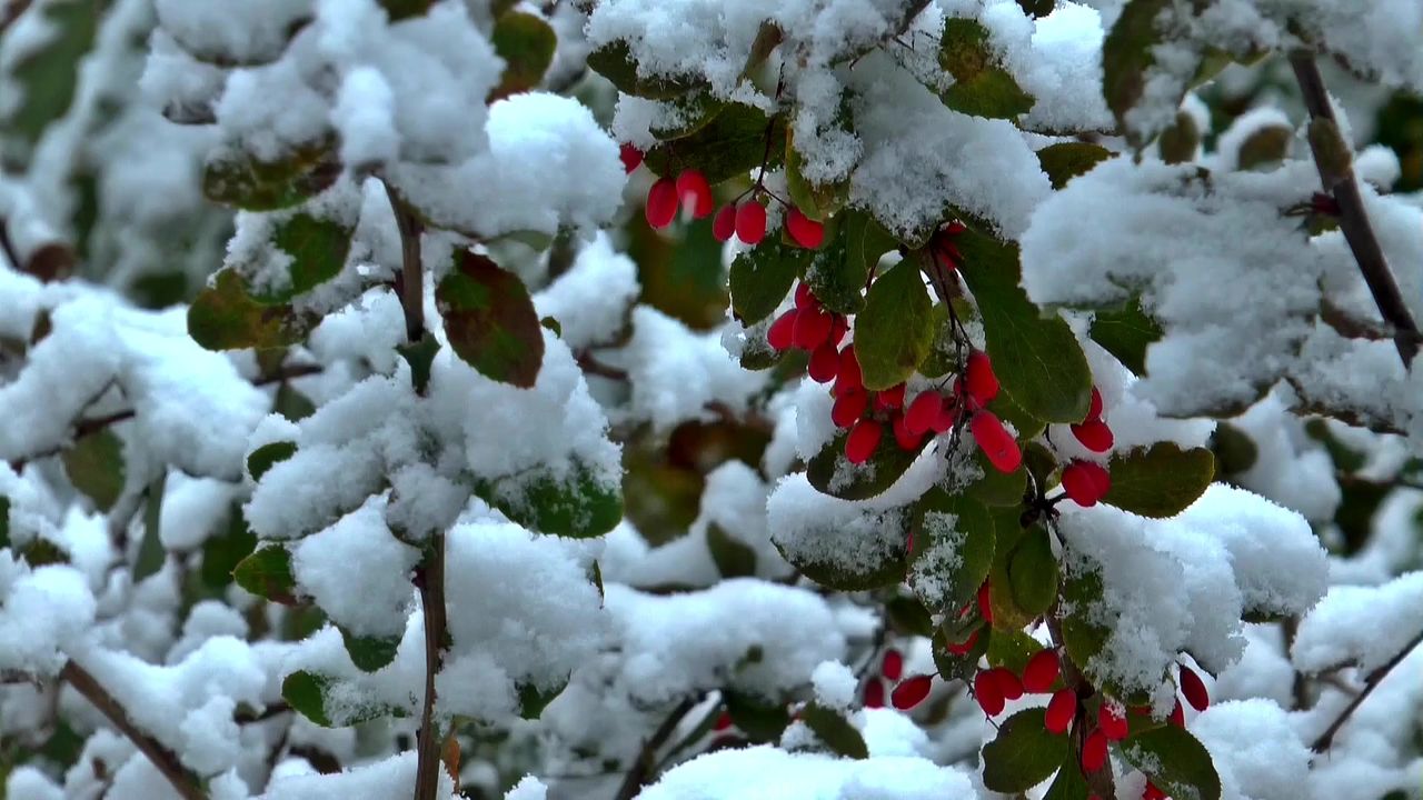 秋季冬季西伯利亚雪