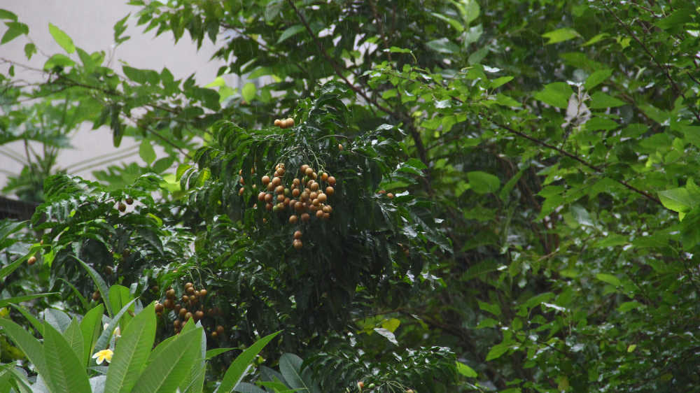 雨中的黄皮果