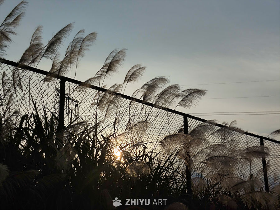 芦苇夕阳下的宁静