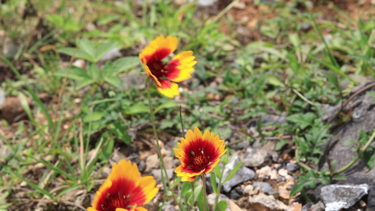 花