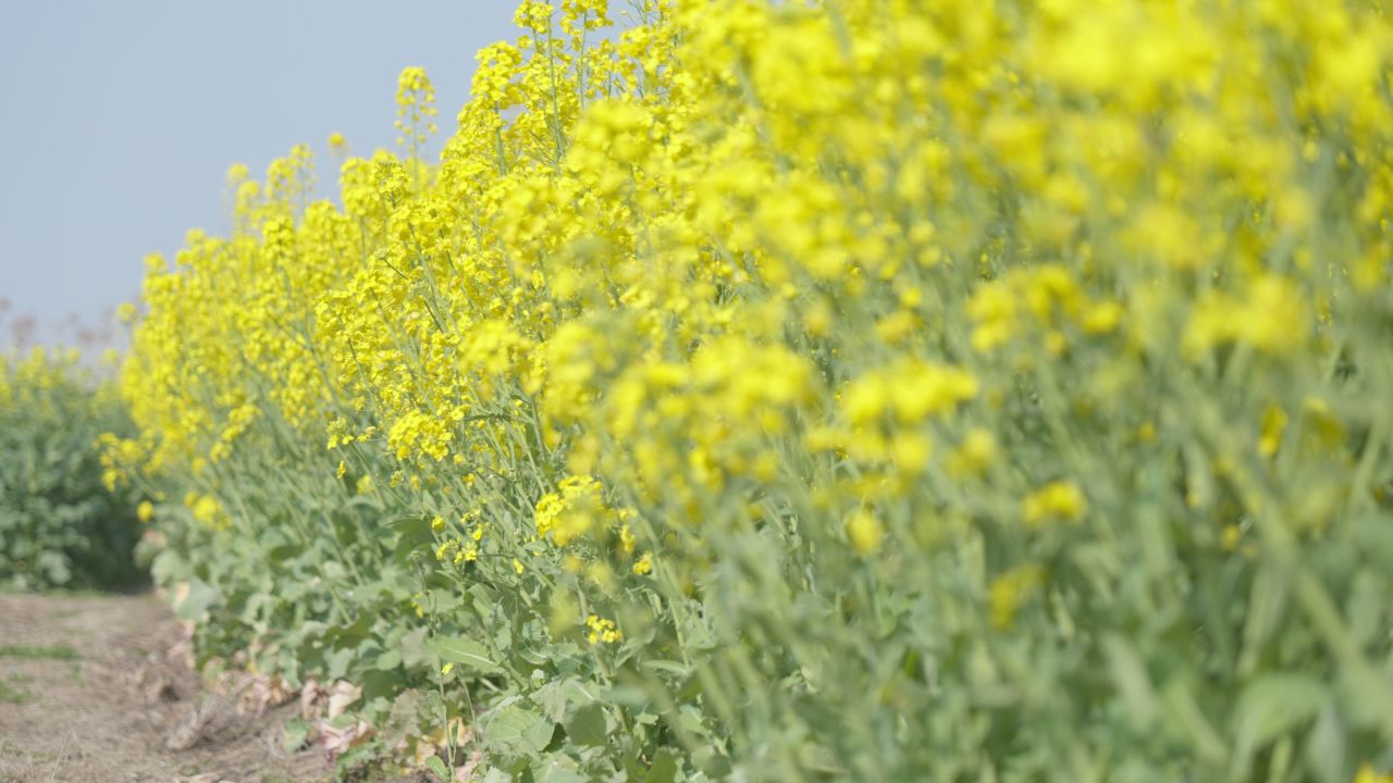 春天农村油菜花海蜜蜂采蜜 23