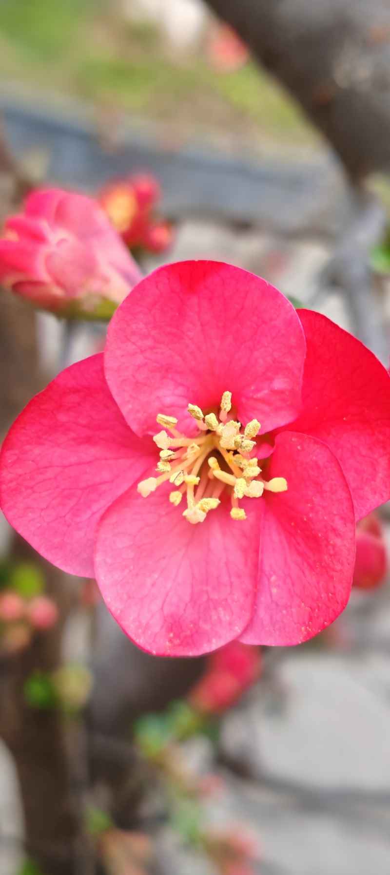 花开红艳艳