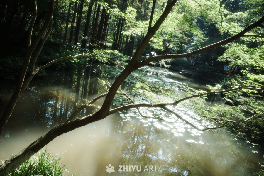 树是另外一种海