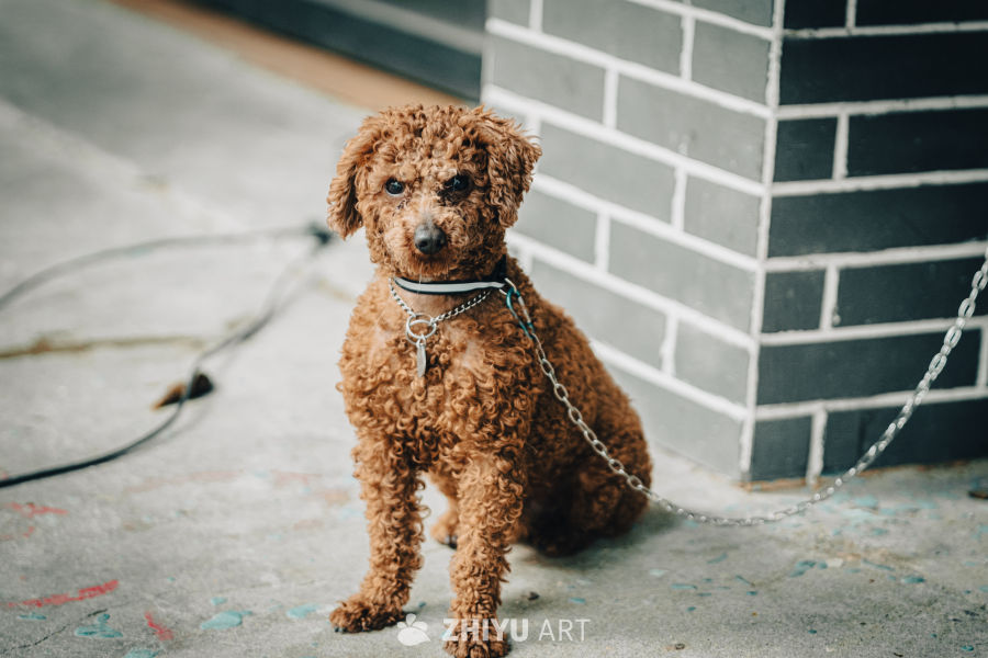 棕色贵宾犬街头萌照