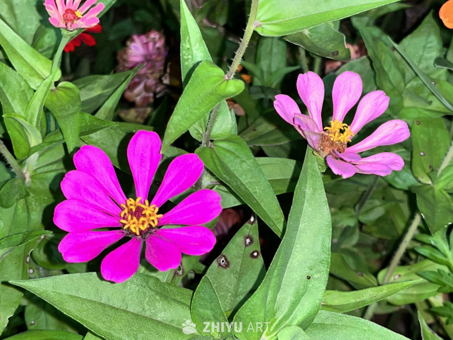 粉红花朵与绿叶的和谐