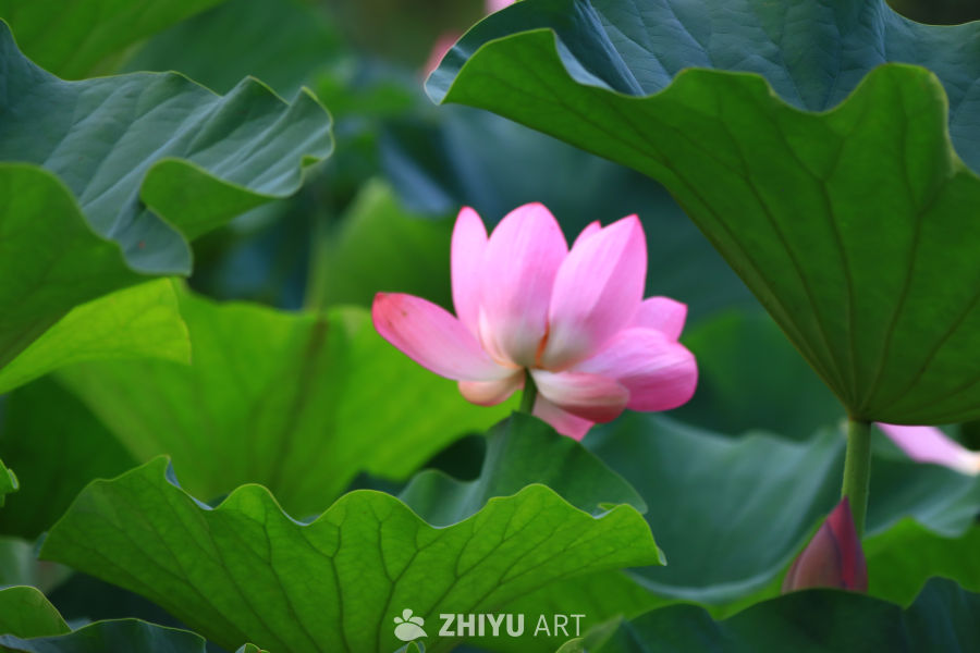 盛夏荷花 213