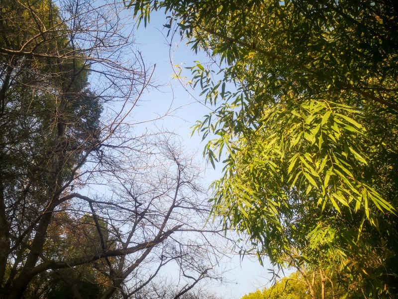 竹林竹叶植物摄影图 