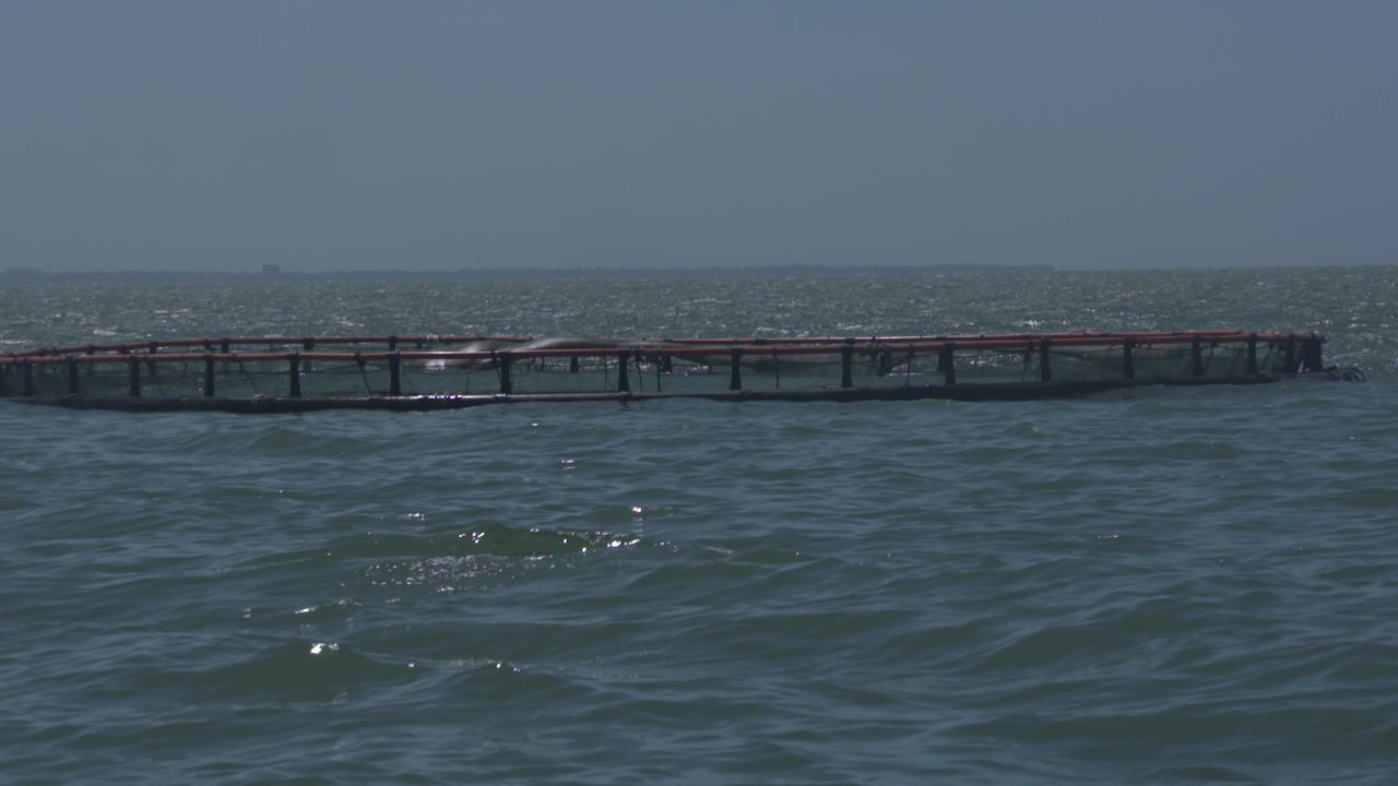 海洋牧场深海养殖