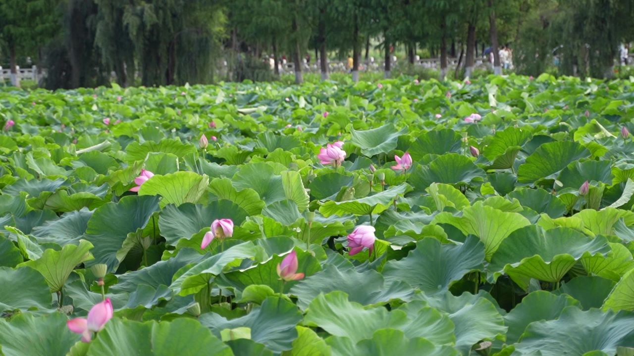 荷花
