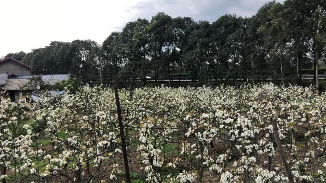 千树万树梨花开