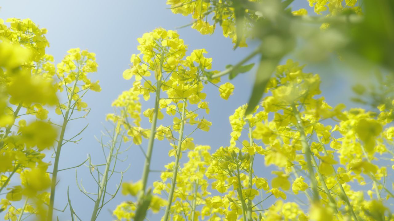 春天农村油菜花海蜜蜂采蜜 32