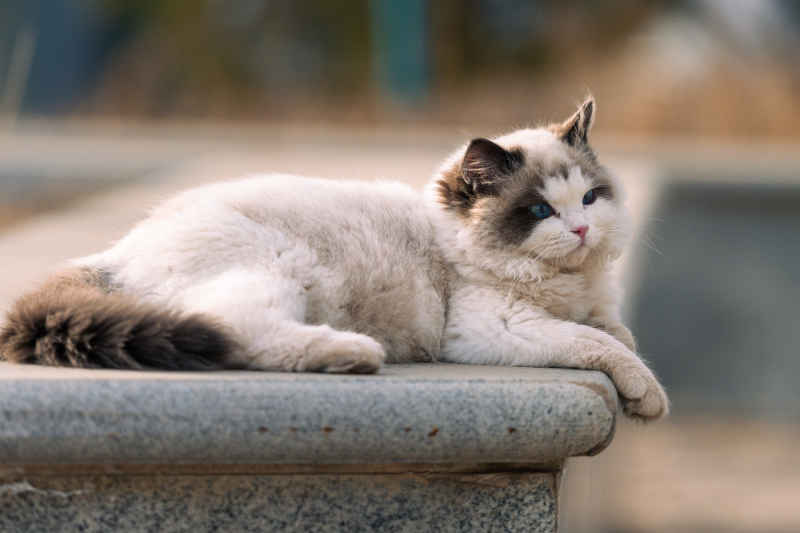 校园的布偶猫 5