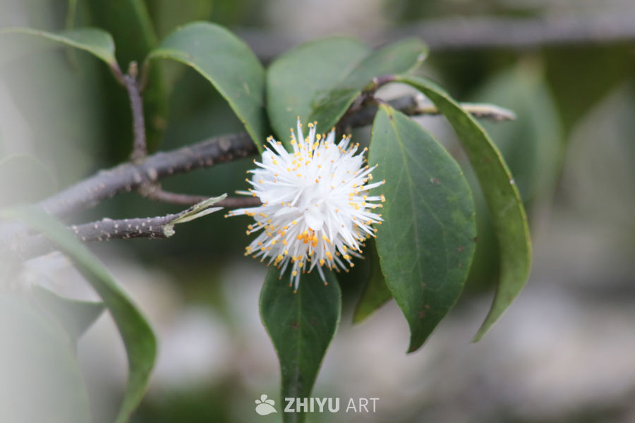 白花与绿叶的和谐
